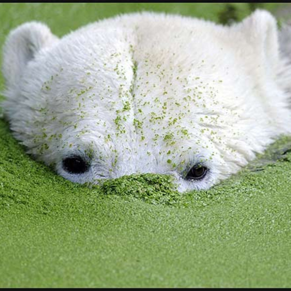 Meet your Posher, Riley